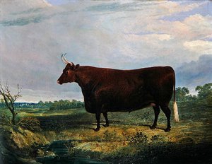 Kahverengi Boğa Portresi by John Frederick Herring Senior