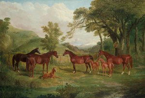 Streatlam Stud, Mares ve Foals, 1836