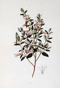 Correa Reflexa, John Frederick Miller'ın çizimi (1759-1796)