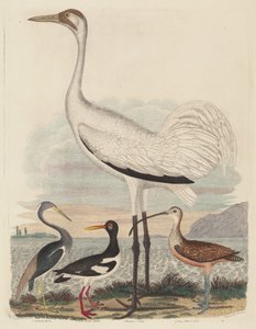Louisiana Heron, Pied Oyster-yakalayıcı, Hooping Crane ve Uzun Gagalı Curlew by John G. Warnicke after Alexander Wilson
