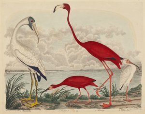 Ahşap Ibis, Kızıl Ibis, Flamingo ve Beyaz Ibis by John G. Warnicke after Alexander Wilson