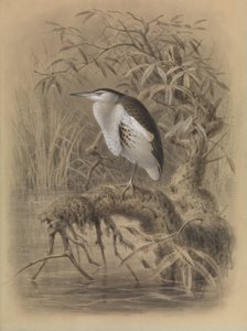  by John Gerrard Keulemans