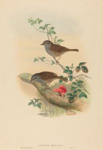 Accentor modularis Dunnock. Yaratıcılar: John Gould, Henry Constantine Richter. by John Gould and Henry Constantine Richter John Gould and Henry Constantine Richter