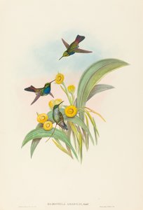 Damophila amabilis Mavi göğüslü Sinekkuşu. Yaratıcılar: John Gould, Henry Constantine Richter.