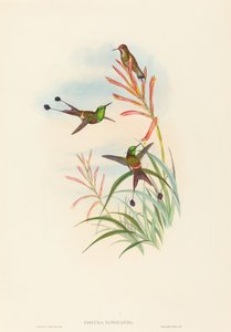 Discura longicauda Raket Kuyruğu. Yaratıcılar: John Gould, Henry Constantine Richter. by John Gould and Henry Constantine Richter John Gould and Henry Constantine Richter