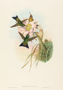 Eriocnemis vestitus Parlayan Puff-Bacak. Yaratıcılar: John Gould, Henry Constantine Richter. by John Gould and Henry Constantine Richter John Gould and Henry Constantine Richter