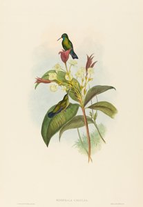 Eucephala caerulea Mavi çeneli Safir. Yaratıcılar: John Gould, Henry Constantine Richter. by John Gould and Henry Constantine Richter John Gould and Henry Constantine Richter