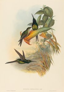 Eugenia imperatrix İmparatoriçe Sinekkuşu. Yaratıcılar: John Gould, Henry Constantine Richter.