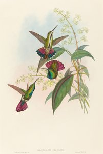 Lampornis prevosti. Yaratıcılar: John Gould, Henry Constantine Richter. by John Gould and Henry Constantine Richter John Gould and Henry Constantine Richter