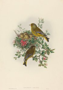 Ligurinus kloris Greenfinch. Yaratıcılar: John Gould, Henry Constantine Richter. by John Gould and Henry Constantine Richter John Gould and Henry Constantine Richter