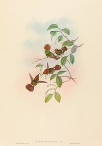 Lophornas reginae Spangled Koket. Yaratıcılar: John Gould, Henry Constantine Richter. by John Gould and Henry Constantine Richter John Gould and Henry Constantine Richter