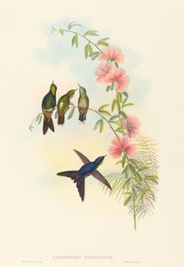 Ramphomicron microrhyncha Küçük gagalı Thornbill. Yaratıcılar: John Gould, Henry Constantine Richter. by John Gould and Henry Constantine Richter John Gould and Henry Constantine Richter