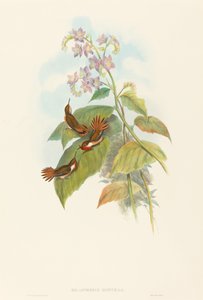 Selashorus scintilla Scintillant Sinekkuşu. Yaratıcılar: John Gould, Henry Constantine Richter. by John Gould and Henry Constantine Richter John Gould and Henry Constantine Richter