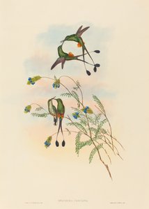 Spathura peruana Peru Raket Kuyruğu. Yaratıcılar: John Gould, Henry Constantine Richter. by John Gould and Henry Constantine Richter John Gould and Henry Constantine Richter