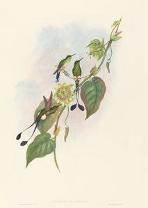 Spathura underwoodi Beyaz Ayaklı Raket Kuyruğu. Yaratıcılar: John Gould, Henry Constantine Richter. by John Gould and Henry Constantine Richter John Gould and Henry Constantine Richter