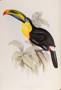 A Monograph of the Ramphastidae veya Family of Toucans, Birinci Baskı, 1834