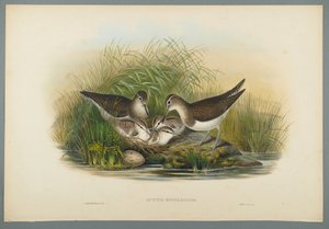 Actitis Hypoleucos - Summer Snipe (dokuma kağıt üzerinde renkli lito) by John Gould