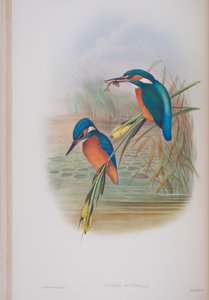 Alcedo Ispida, John Gould