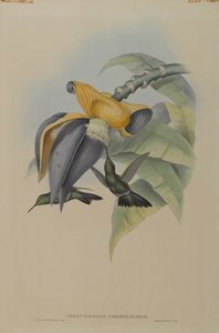 Aphantochroa Cirrhochloris: Sombre Humming Bird  by John Gould