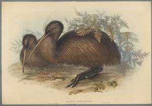 Apteryx Australis (dokuma kağıt üzerinde renkli lito) by John Gould