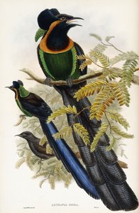 Astrapian Eser by John Gould