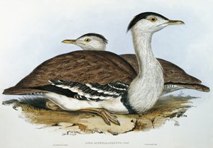 Avustralya Kuşu (Otis australasianus) by John Gould