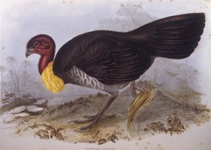Avustralya fırça hindi (Alectura lathami), John Gould tarafından gravür by John Gould