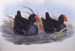 Avustralya bataklığı (Porphyrio melanotus), John Gould tarafından gravür by John Gould