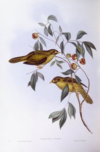 Bell madenci (Manorina melanophrys), John Gould tarafından gravür by John Gould