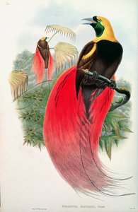 T. Walter tarafından oyulmuş Cennet Kuşu by John Gould