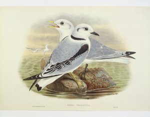 Kara bacaklı kedicik (Rissa tridactyla), John Gould, William Hart, HC Richte tarafından gravür by John Gould
