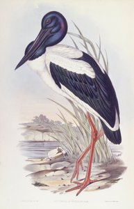 Kara boyunlu leylek (Ephippiorhynchus asiaticus), John Gould tarafından gravür by John Gould