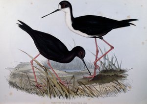 Siyah Uzunbacak (Himantopus novaezelandiae), Birds of Australia