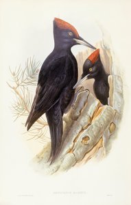 Kara ağaçkakan (Dryocopus martius), John Gould tarafından gravür by John Gould