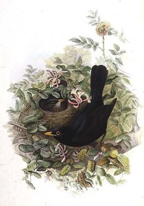 kara kuş by John Gould