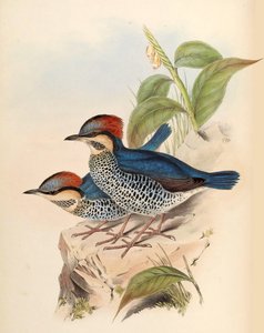 Mavi Pitta Pitta cyanea Blyth by John Gould