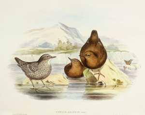 Kahverengi kepçe (Cinclus pallasii), John Gould tarafından gravür by John Gould