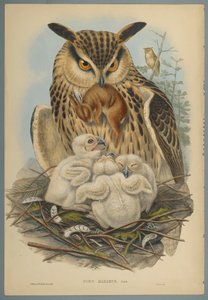 Bubo Maximus: Baykuş (dokuma kağıt üzerinde renkli lito) by John Gould