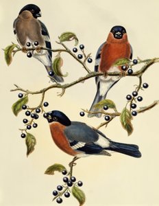 Şakrak kuşu (Pyrrhula pyrrhula), John Gould (1804-1881) tarafından yapılan gravür. Birleşik Krallık by John Gould