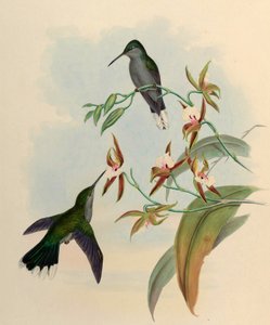 Campylopterus latipennis = Campylopterus largipennis by John Gould