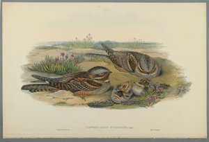 Caprimulgus Europaeus (dokuma kağıt üzerinde renkli lito) by John Gould