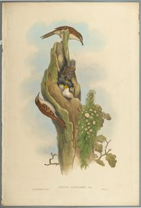 Certhia Familiaris - Ağaç Sarmaşığı (dokuma kağıt üzerinde renkli lito) by John Gould