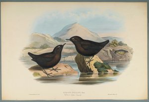 Cinclus Pallasi: Pallas Su Ouzeli (dokuma kağıt üzerinde renkli lito) by John Gould