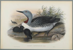 Columbus Septentrionalis: Kırmızı Boğazlı Dalgıç (dokuma kağıt üzerinde renkli lito) by John Gould