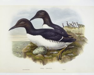 Adi murre (Uria aalge), John Gould, William Hart, HC Richter tarafından gravür by John Gould