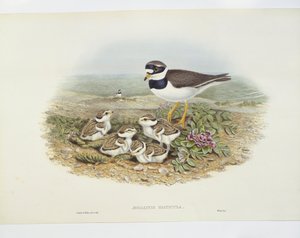 Ortak halkalı cılıbıt (Charadrius hiaticula), illüstrasyon by John Gould