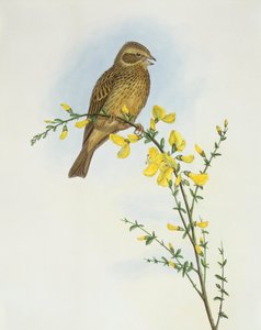 Mısır kiraz kuşu (Miliaria o Emberiza calandra), John Gould tarafından gravür by John Gould
