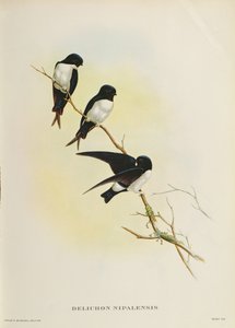 Delichon nipalensis, 