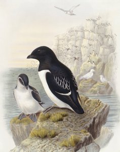 Dovekie (Alle alle), John Gould tarafından gravür by John Gould