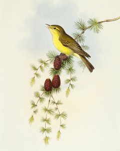 Sinekkapan (Ficedula hypolaris), John Gould tarafından gravür by John Gould